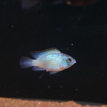 Blauwe acara 'Electirc Blue' - Andinoacara pulcher beschikbaar voor biedingen