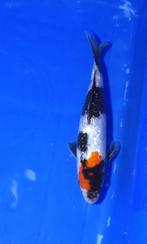 Ginrin Tancho Showa, Karper of Koi
