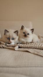 Super mooie ragdoll kittens, Meerdere dieren, Gechipt