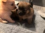 Pomeriaan/dwergkeeshond pups te koop, Keeshond, 8 tot 15 weken, Parvo, Meerdere