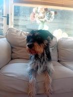 2 jarige boerenfox-mix, Reu, 1 tot 2 jaar, Parvo, Eén hond