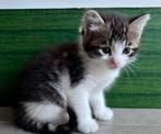 Europese korthaar, Dieren en Toebehoren, Katten en Kittens | Overige Katten, Poes, Kortharig, 0 tot 2 jaar