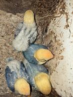 4 jonge fischerie violet yellow face opaline agapornis., Dieren en Toebehoren, Meerdere dieren, Dwergpapegaai of Agapornis, Geringd