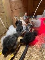 Hennen Usa zijdehoen 5x, Dieren en Toebehoren, Pluimvee, Vrouwelijk, Kip