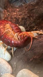 Centipede, Dieren en Toebehoren, Ophalen
