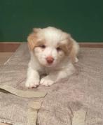 Border Collie pups met stamboom (België), Verzenden, Nieuw