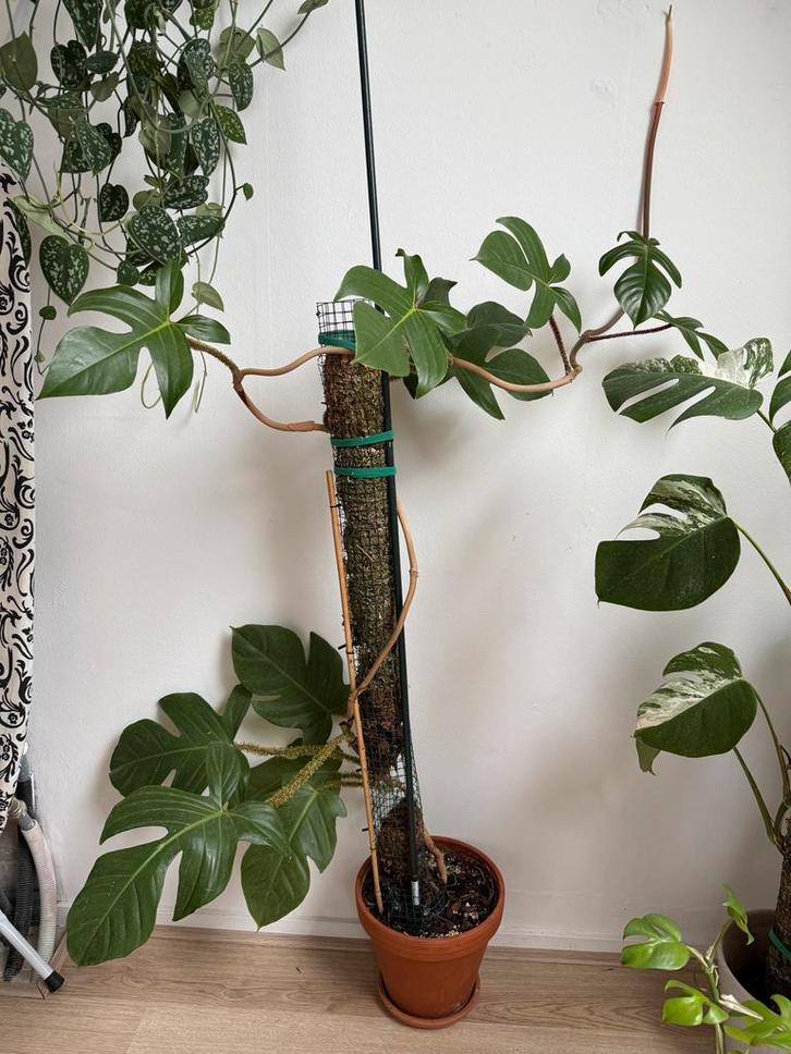 Philodendron squamiferum op mosstok ~135cm, Huis en Inrichting, Kamerplanten, Overige soorten, 100 tot 150 cm, Groene kamerplant