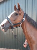fokmerrie (2012) Florencio x Appolonios Drachtig., Dieren en Toebehoren, Merrie