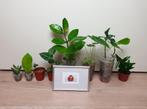 Kamerplantjes set met een schilderij, hoya, orchidee, Huis en Inrichting, Kamerplanten, Overige soorten, In pot, Minder dan 100 cm