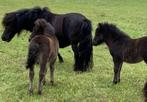 Te koop: 2 prachtige shetland merrieveulens, Merrie, Gechipt, Niet van toepassing, 0 tot 2 jaar