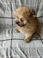 Boomer  pomeriaan. Pups, Overige rassen, Meerdere, Meerdere dieren, Nederland