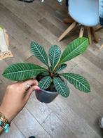Madagascar jewel grote stekjes, Ophalen of Verzenden, Overige soorten, Minder dan 100 cm