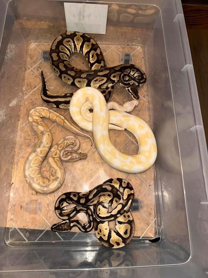 Ball pythons Ball Python - female for sale from C