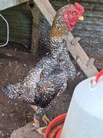 Koppel ko shamo, Dieren en Toebehoren, Meerdere dieren, Kip
