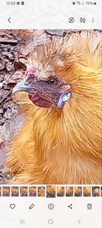 zijdehoentjes haan kriel, Dieren en Toebehoren, Pluimvee, Mannelijk, Kip