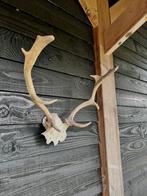 Damhert gewei, Ophalen of Verzenden, Zo goed als nieuw, Hert, Gewei of Kop