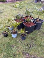 Palmen, musa basjoo, bananenplant, Tuin en Terras, Planten | Tuinplanten, Volle zon, Vaste plant, Bloeit niet, Ophalen