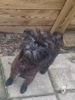 En pomeriaan shih tzu hondje, 1 tot 2 jaar, Eén hond, Nederland, Particulier