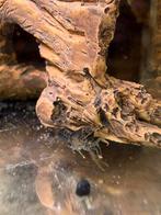 Cambarellus diminutus – dwergkreeftjes | Aquaria Pura, Dieren en Toebehoren, Vis