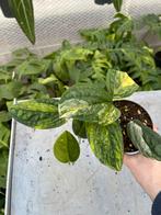 Monstera Karstenianum/Peru Variegata, Ophalen of Verzenden