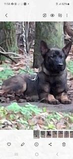 goed tehuis gezocht voor mooie mech pup 7mnd reu, Dieren en Toebehoren, 15 weken tot 1 jaar, Reu, CDV (hondenziekte), Eén hond