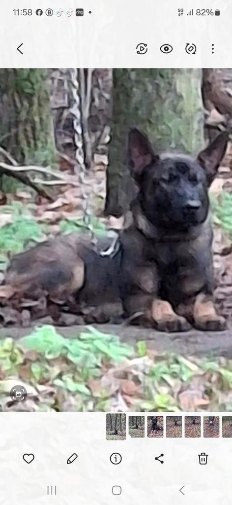 goed tehuis gezocht voor mooie mech pup 7mnd reu, Dieren en Toebehoren, Honden | Herdershonden en Veedrijvers, Reu, Herder, Particulier