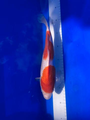 Japanse koi diverse soorten en kwekers beschikbaar voor biedingen