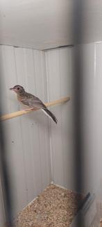schama lijster man 2025 correct geringd uit de buitenvlucht, Dieren en Toebehoren, Mannelijk, Wildzangvogel, Geringd