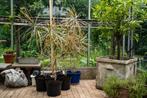 kamerplant - dracaena red (drakenbloedboom), Groene kamerplant, Ophalen, Overige soorten, 100 tot 150 cm