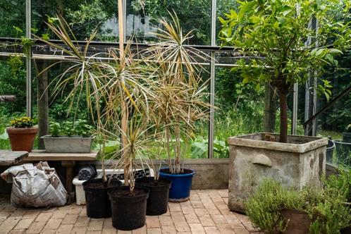 kamerplant - dracaena red (drakenbloedboom), Huis en Inrichting, Kamerplanten, Overige soorten, 100 tot 150 cm, Groene kamerplant