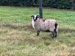 2 rammetjes drent x skudde, Dieren en Toebehoren, Mannelijk, Schaap