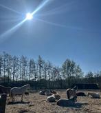 Vrijwilligers gezocht bij Power of the Horse!, Overige niveaus, Starter, Overige vormen