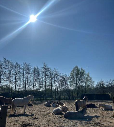 Vrijwilligers gezocht bij Power of the Horse!, Vacatures, Goede doelen en Vrijwilligerswerk, Overige niveaus, Starter, Overige vormen