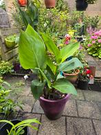 Canna plant met rode bloem. 4 stuks bijelkaar, Tuin en Terras, Planten | Tuinplanten, Ophalen, Zomer, Overige soorten, Volle zon