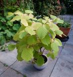Hazelaar (Corylus avellana)  (geeft hazelnoten), Tuin en Terras, Planten | Struiken en Hagen, Ophalen, Overige soorten, Struik
