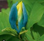 Magnolia blue opal, Ophalen, Zomer, Overige soorten, Volle zon