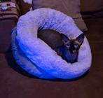 GEZOCHT!: Maatje voor onze Sphynx, Ophalen of Verzenden