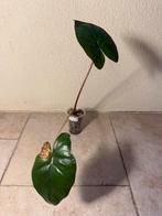 Alocasia yucatan ‘princess’ (2), Ophalen of Verzenden, Overige soorten, Minder dan 100 cm