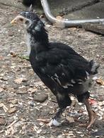 Jonge Bramha's en Barnevelders, Meerdere dieren, Kip