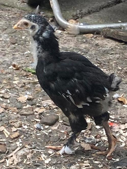 Jonge Bramha's en Barnevelders, Dieren en Toebehoren, Pluimvee, Kip, Meerdere dieren