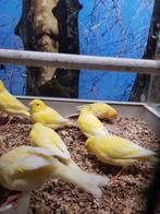 Kanarie  3 poppen en 4 mannen, Meerdere dieren, Kleurkanarie