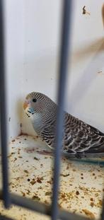 Gratis ...vogels, Dieren en Toebehoren, Vogels | Parkieten en Papegaaien, Mannelijk, Parkiet