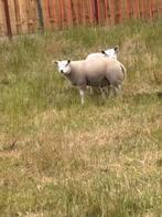 Te koop : 2 dekrammen, Dieren en Toebehoren, Mannelijk, Schaap, 0 tot 2 jaar