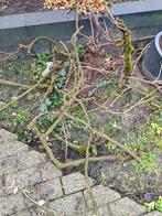 Druiventakken voor decoratie of haard, Minder dan 3 m³, Ophalen, Overige houtsoorten, Takken