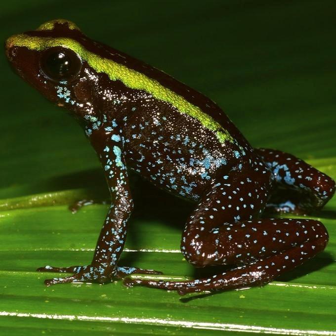 Phyllobates aurotaenia 'Groen', Dieren en Toebehoren, Reptielen en Amfibieën, Amfibie, 0 tot 2 jaar