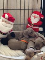 Teckel pups te koop, Dieren en Toebehoren, Parvo, 8 tot 15 weken, Korthaar, Dwerg