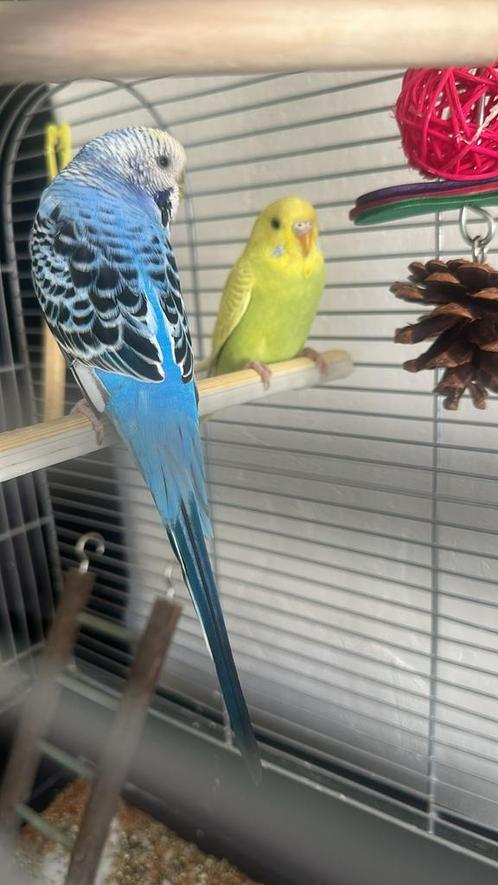 🎉  grasparkieten – jong & gezond – geringd, Dieren en Toebehoren, Vogels | Parkieten en Papegaaien, Parkiet, Meerdere dieren