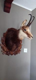 Opgezette gems kop nieuw, Verzamelen, Dierenverzamelingen, Ophalen of Verzenden, Nieuw, Opgezet dier