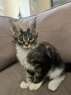 Infinity Charm Aphrodite   (25/03/2025) Maine coon, Dieren en Toebehoren, Poes, Gechipt, 0 tot 2 jaar
