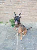 Mechelse herder., Dieren en Toebehoren, 6 jaar of ouder, Rabiës (hondsdolheid), Teef, Eén hond